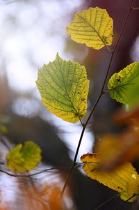 Free closeup on autumn leaves on tree photo, public domain nature CC0 image.