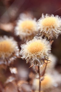 Free dried aster image, public domain flower CC0 photo.