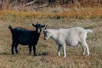 Free black goat and white goat on dried grass field image, public domain animal CC0 photo.