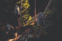 Free forest owls image, public domain animal CC0 photo.