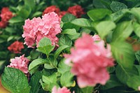 Free pink hydrangea image, public domain flower CC0 photo.