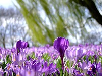 Free crocus image, public domain flower CC0 photo.