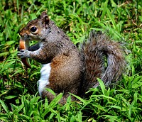 Free squirrel image, public domain animal CC0 photo.