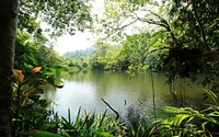 Free jungle lake image, public domain nature CC0 photo.