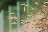 Free meadow grasses image, public domain material CC0 photo.