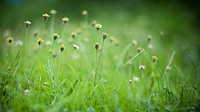 Free small white flower image, public domain spring CC0 photo.