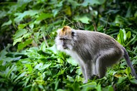 Free macaque monkey in forest image, public domain animal CC0 photo.