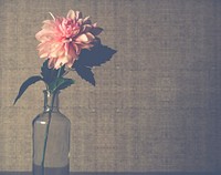 Free pink peony image, public domain flower CC0 photo.