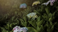 Free hydrangea wallpaper image, public domain flower CC0 photo.