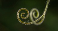 Free macro plant stem image, public domain CC0 photo.