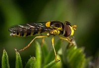 Free wasp close up public domain CC0 photo.