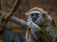 Free white-handed gibbon closeup photo, public domain animal CC0 image.