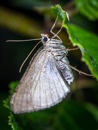 Free moth image, public domain animal CC0 photo.