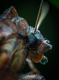 Free moth image, public domain animal CC0 photo.