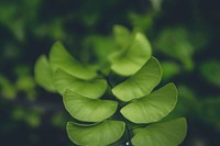 Free Kerala leaf plant image, public domain botany CC0 photo.