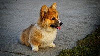 Free cute corgi puppy background image, public domain CC0 photo.