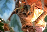 Free cute stray cat image, public domain CC0 photo.