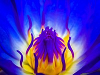 Free blue lotus image, public domain flower CC0 photo.