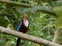 Free kingfisher image, public domain bird CC0 photo.