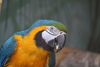 Free macaw parrot image, public domain animal CC0 photo.