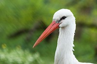 Free stork image, public domain animal CC0 photo.