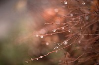 Free water drops on branch image, public domain botanical CC0 photo.
