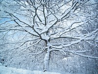 Free winter tree image, public domain white CC0 photo.