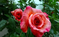 Free pink rose image, public domain flower CC0 photo.