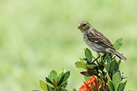 Free house sparrow in nature background portrait photo, public domain animal CC0 image.