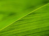 Free leaf photo, public domain nature CC0 image.