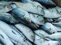 Free sardine fish photo, public domain food CC0 image.