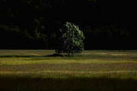 Free tree at night image, public domain nature CC0 photo.