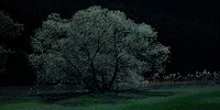 Free big green tree in grass at night field image, public domain nature CC0 photo.