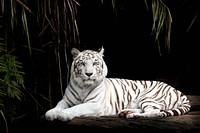 Free white Siberian tiger image, public domain wild animal CC0 photo.