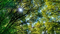 Free tall green trees in forest photo, public domain nature CC0 image.