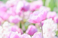 Free pink flower image, public domain spring CC0 photo.