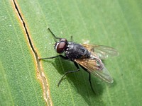 Free fly & insect photo, public domain wildlife CC0 image.