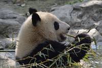 Free giant panda eating close up photo, public domain animal CC0 image.