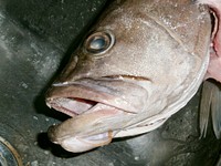 Free head of fish image, public domain animal CC0 photo.
