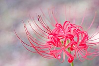 Free red spider lily image, public domain flower CC0 photo.