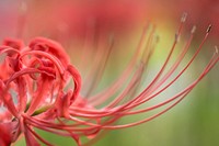 Free red spider lily image, public domain flower CC0 photo.