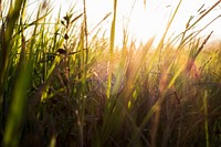 Free grass at sunset image, public domain plant CC0 photo.