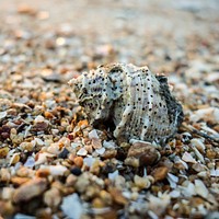 Free seashell with pebbles portrait photo, public domain animal CC0 image.