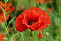Free red poppy image, public domain flower CC0 photo.
