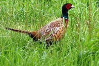 Free ring necked pheasant in green grass portrait photo, public domain animal CC0 image.