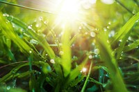 Free wet grass bokeh image, public domain plant CC0 photo.