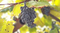 Free purple grape image, public domain fruit CC0 photo.