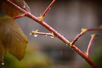 Free tree branch leaves closeup photo, public domain nature CC0 image.