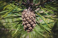 Free conifer cone image, public domain botanical CC0 photo.