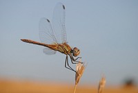Free close up dragonfly image, public domain animal CC0 photo.